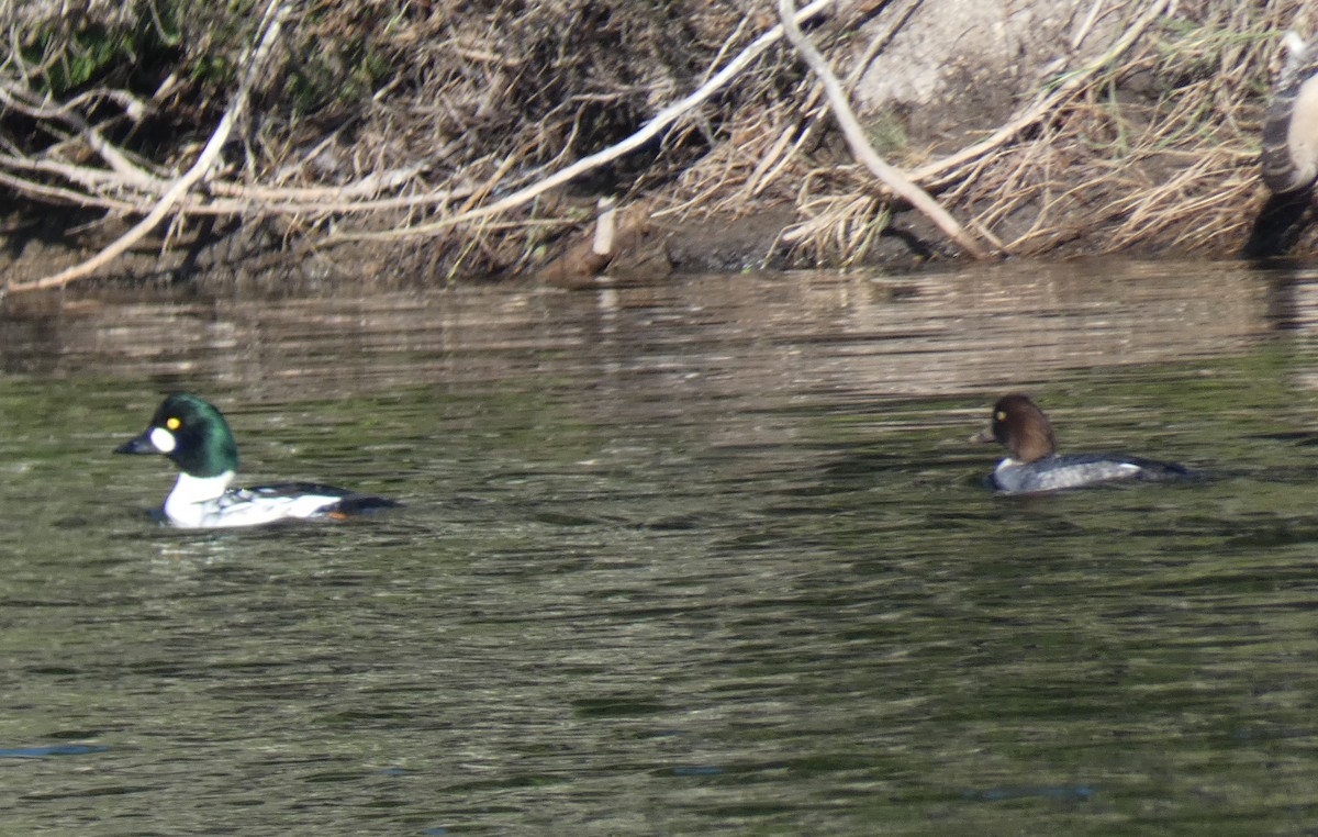 Common Goldeneye - ML645852459