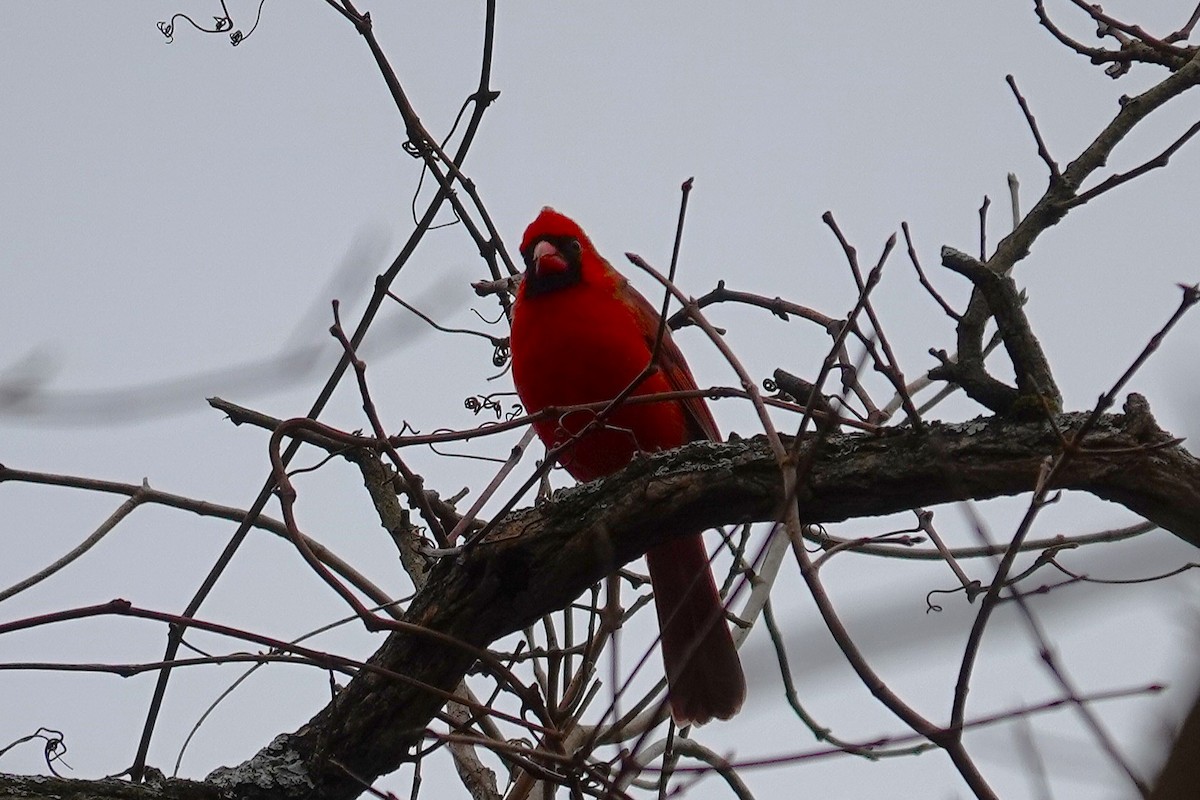 ショウジョウコウカンチョウ - ML645852460