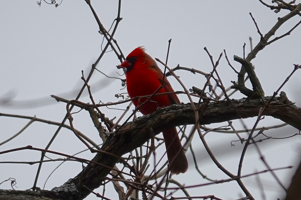 ショウジョウコウカンチョウ - ML645852461