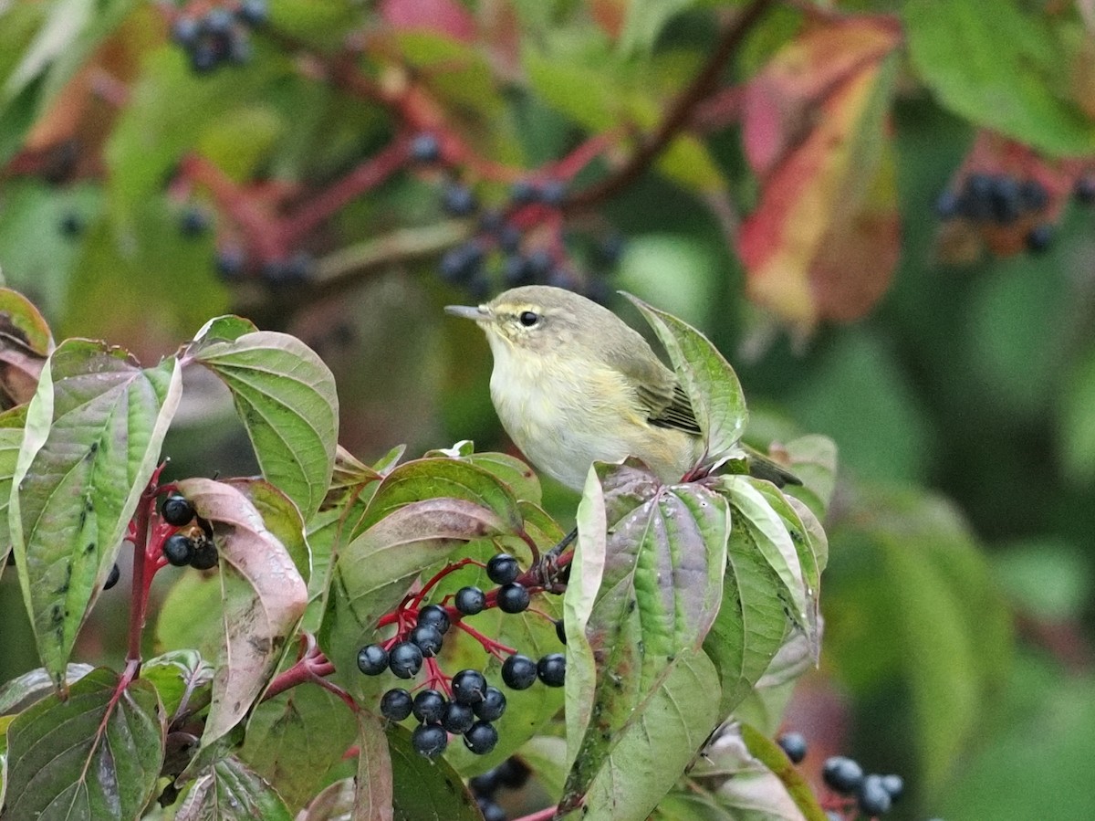 チフチャフ - ML645852462