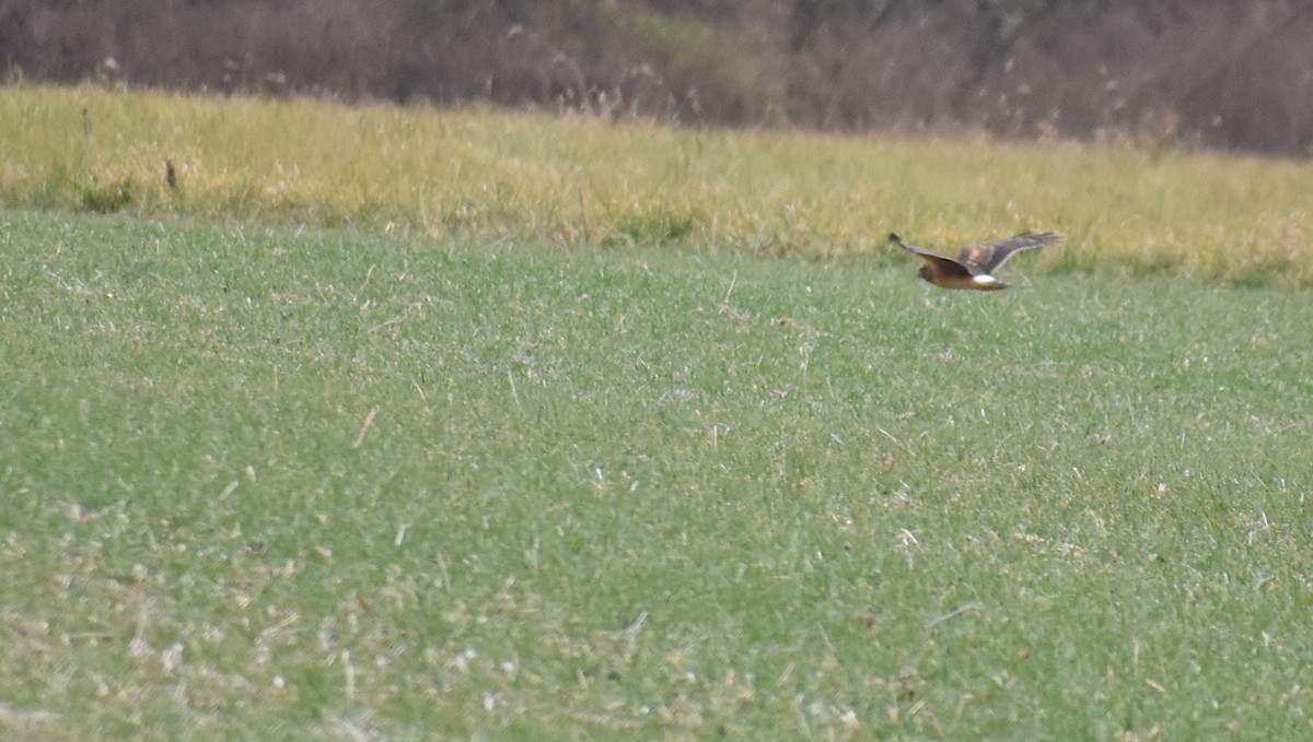 アメリカハイイロチュウヒ - ML645852463