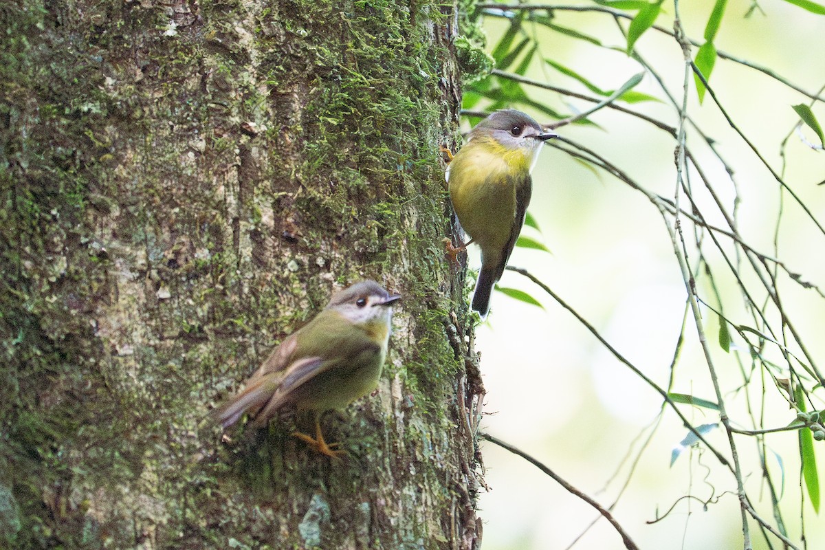 Pale-yellow Robin - ML645852470