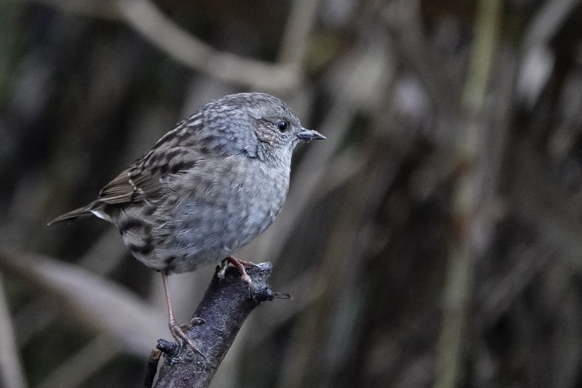 Dunnock - ML645852474