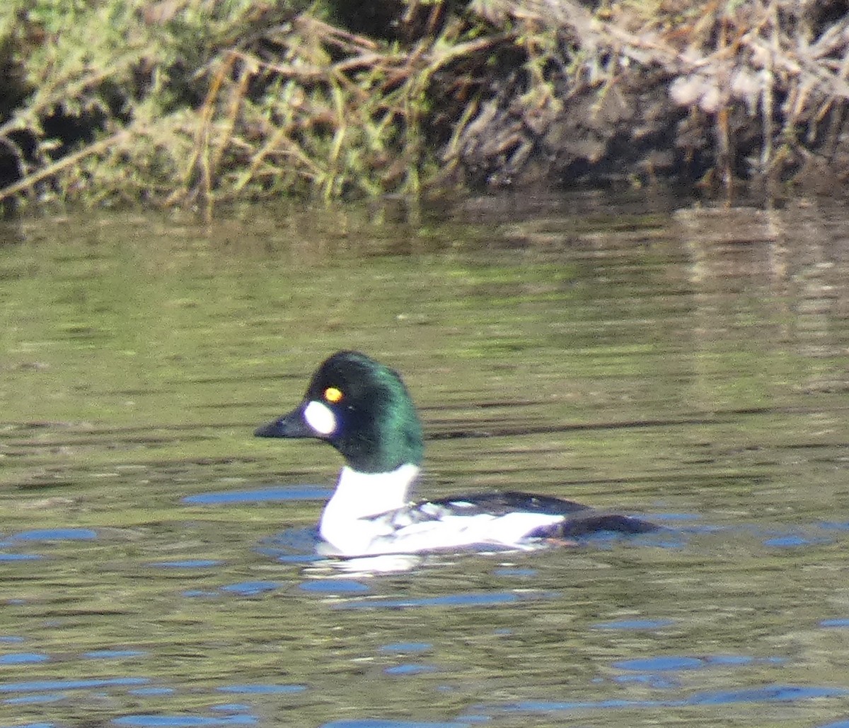 Common Goldeneye - ML645852477