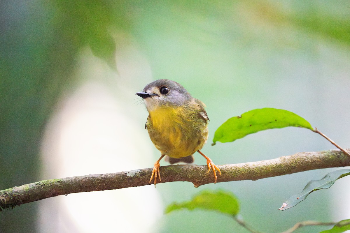 Pale-yellow Robin - ML645852478