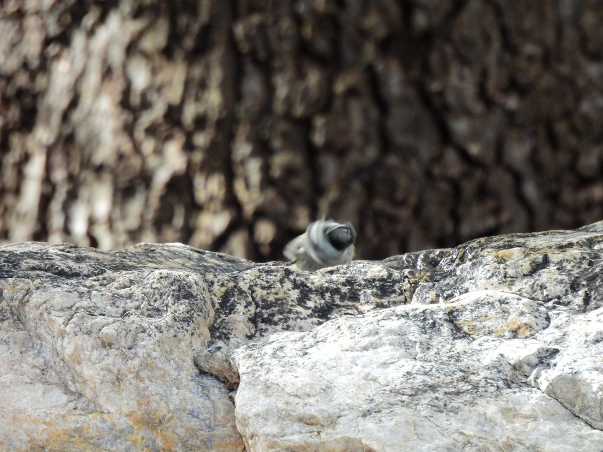 Bridled Titmouse - ML645852479