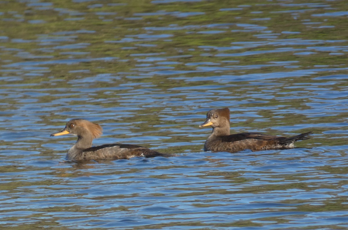 Hooded Merganser - ML645852481
