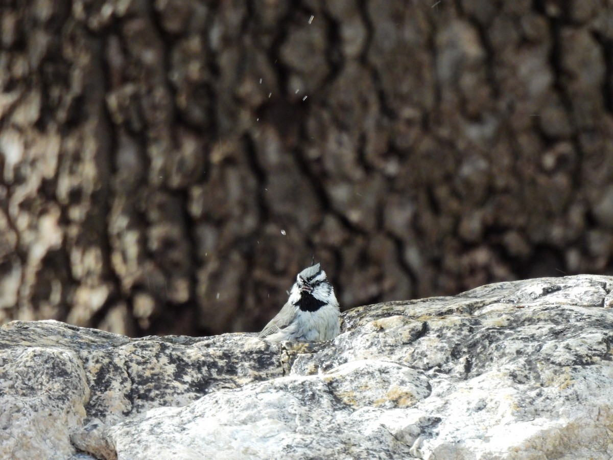 Bridled Titmouse - ML645852482