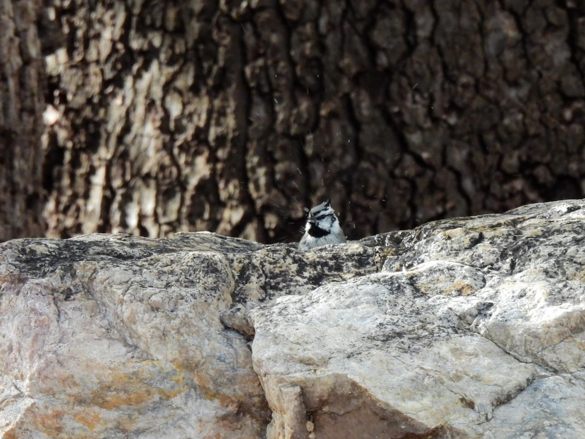 Bridled Titmouse - ML645852491
