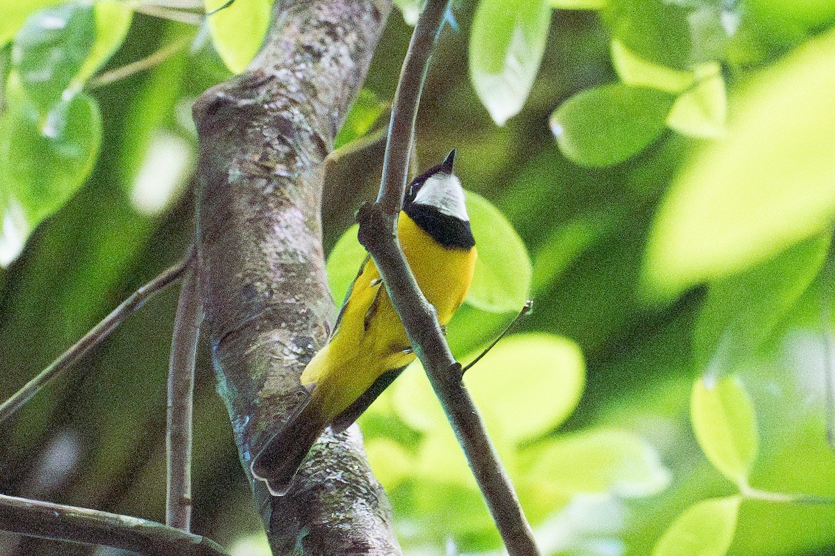 Golden Whistler - ML645852492