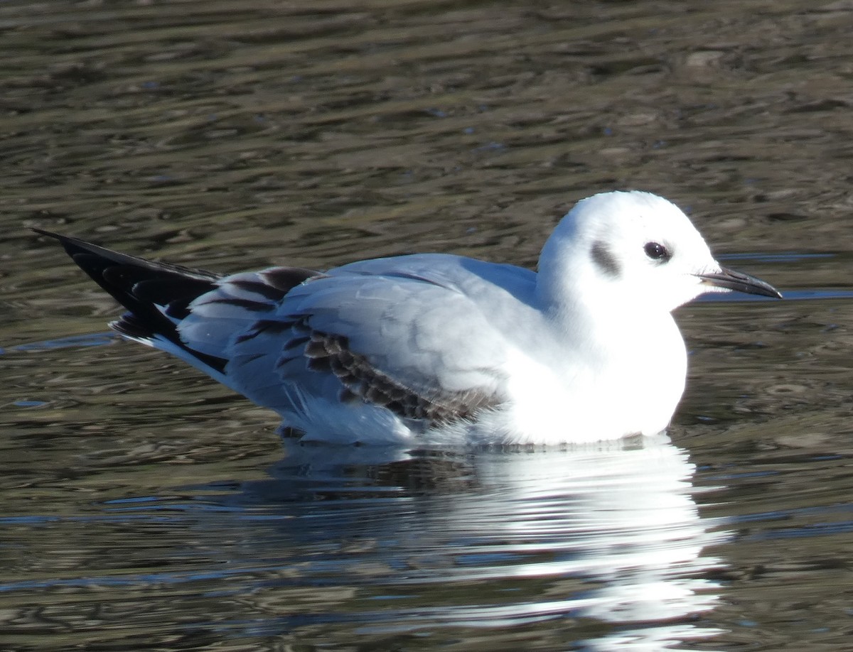 Bonaparte's Gull - ML645852494