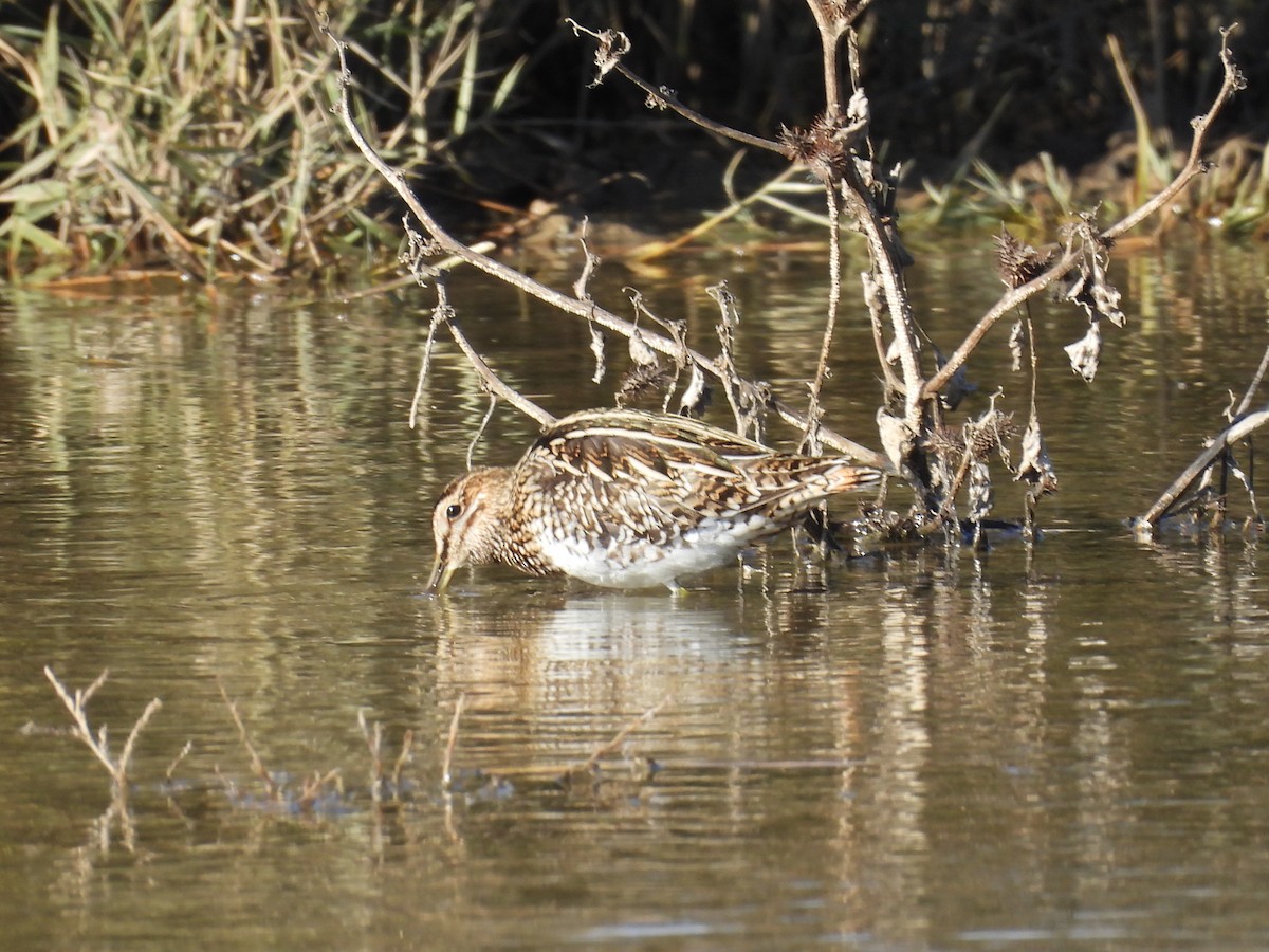 Common Snipe - ML645852497