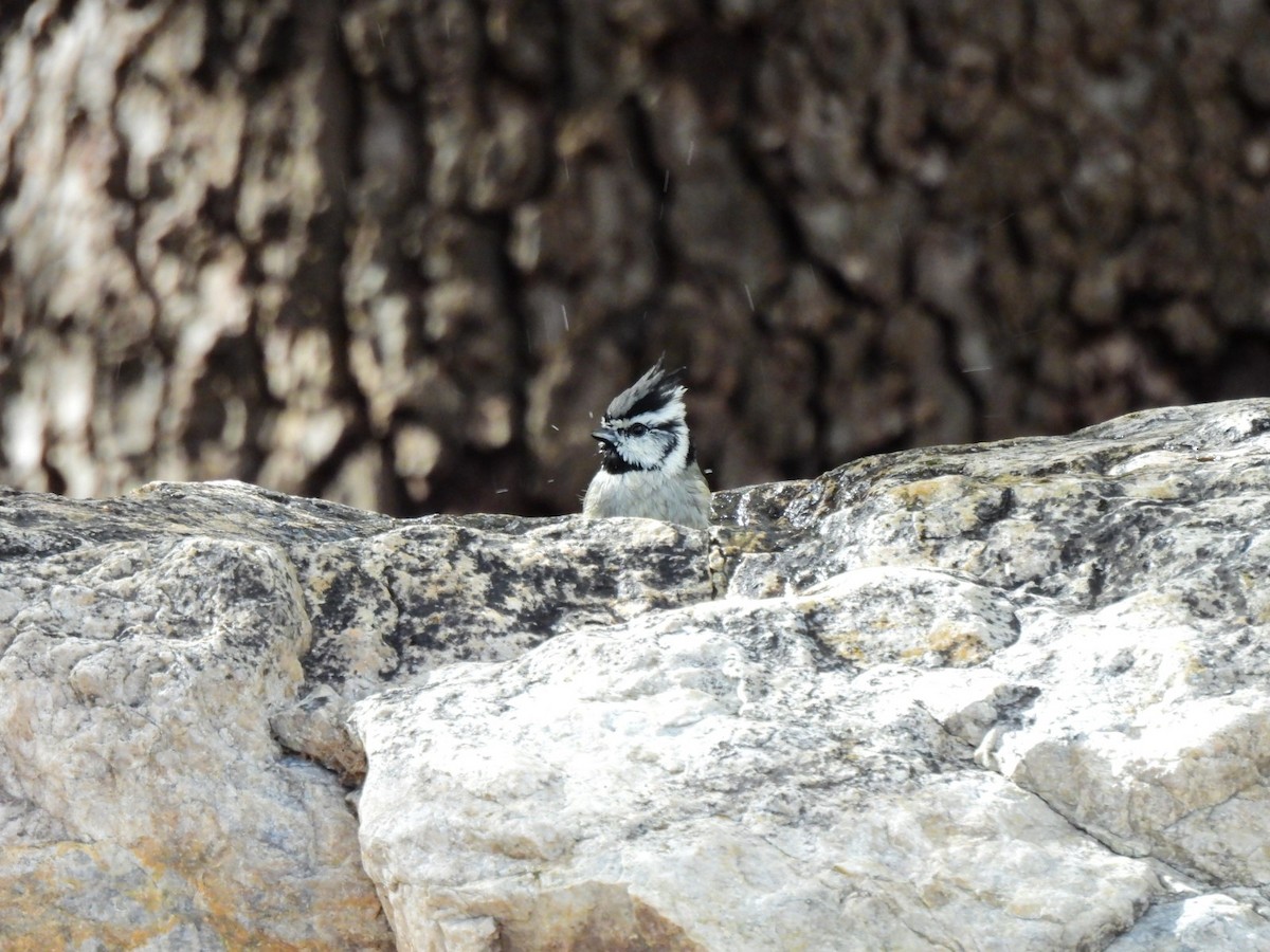 Bridled Titmouse - ML645852498