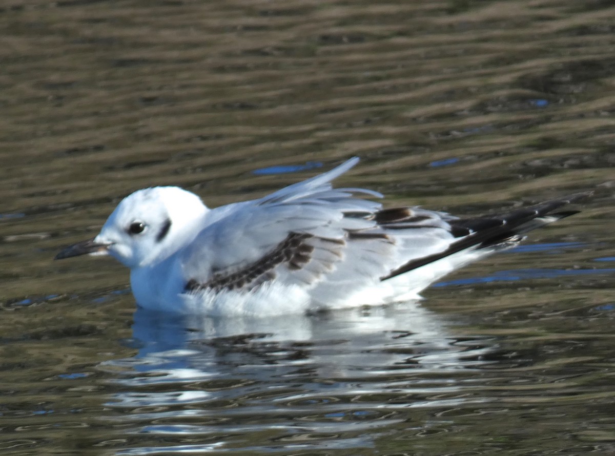 Bonaparte's Gull - ML645852499