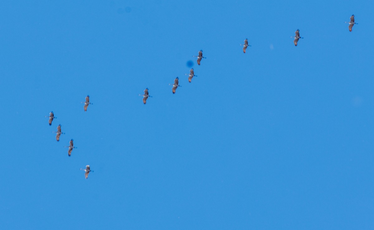 Sandhill Crane - ML645852503