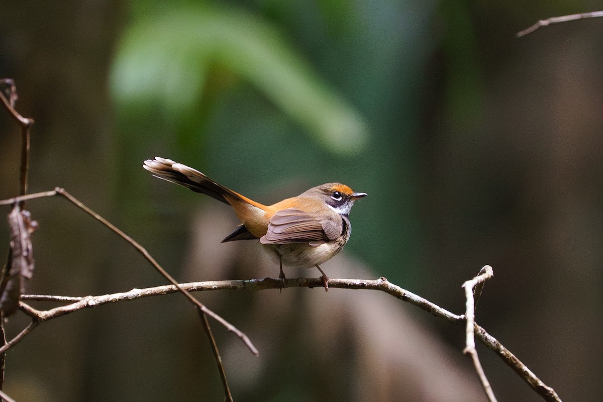 Australian Rufous Fantail - ML645852504