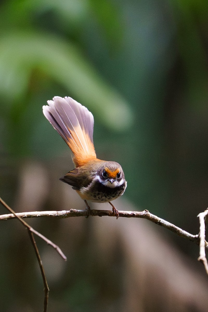 Australian Rufous Fantail - ML645852513