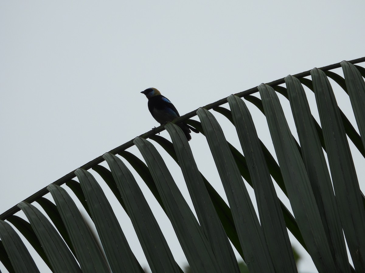 キンズキンフウキンチョウ - ML645852517