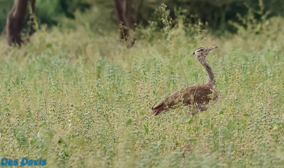 חובה ערבית - ML645852518