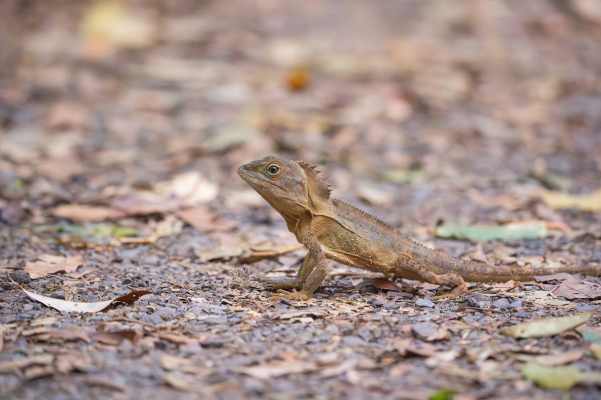Australian Water Dragon - ML645852530