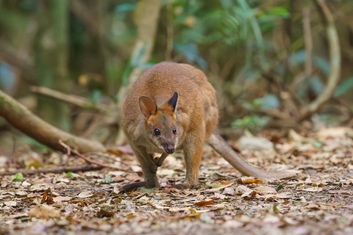 Pademelons - ML645852531