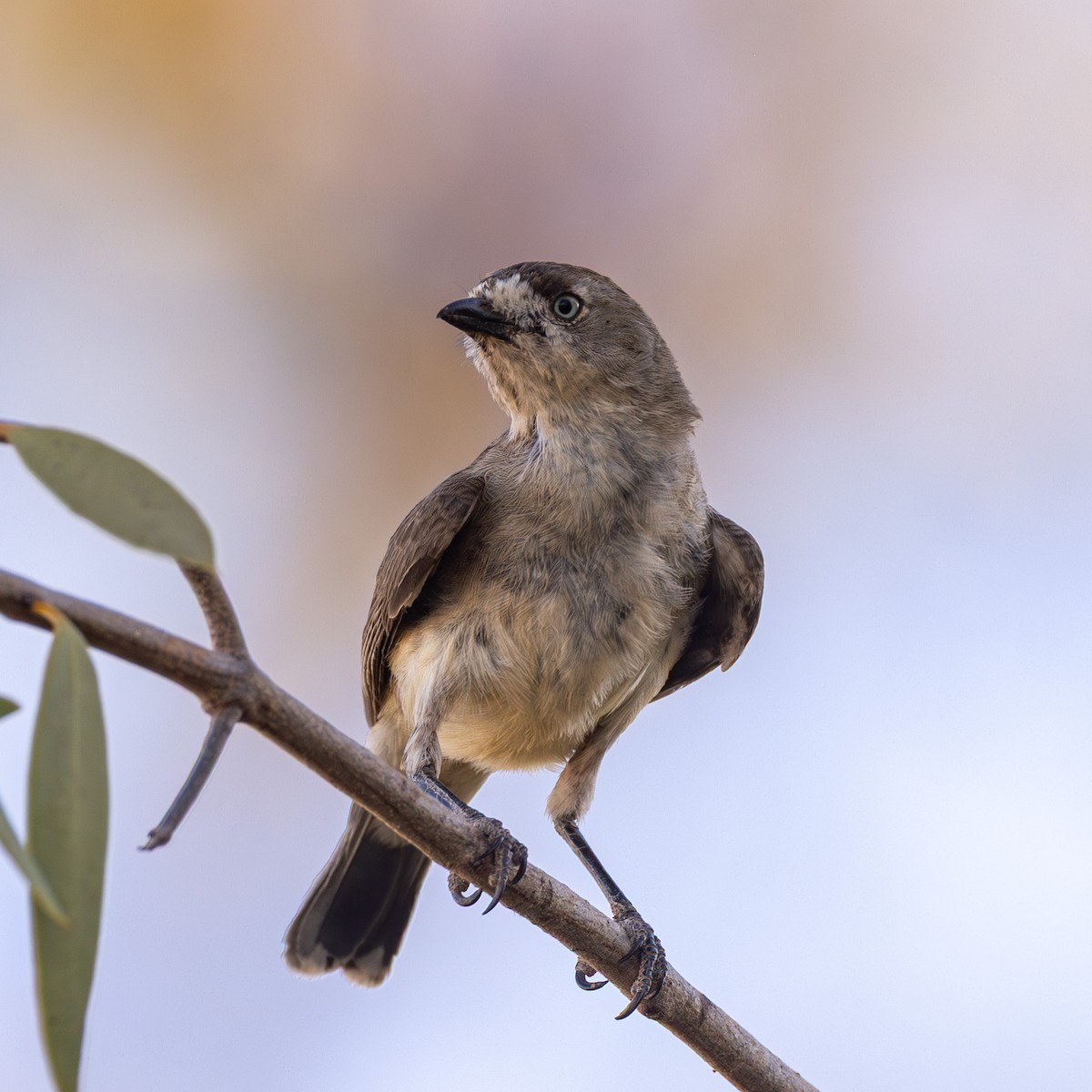 Southern Whiteface - ML645852534