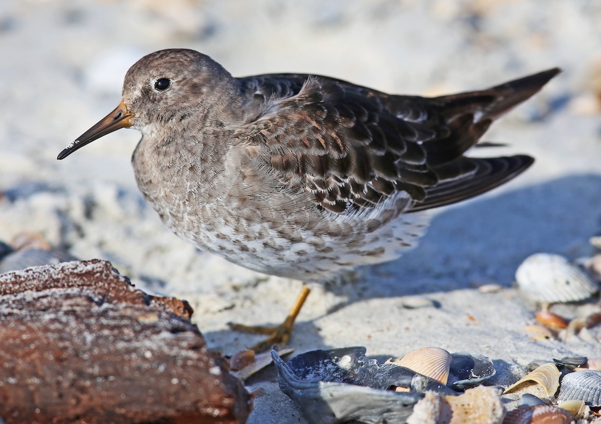 Purple Sandpiper - ML645852535
