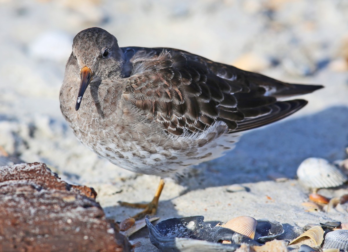 Purple Sandpiper - ML645852536