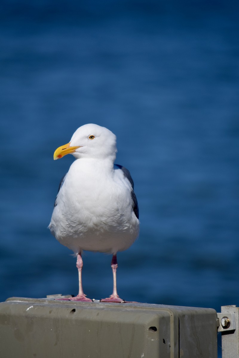 Western Gull - ML645852538