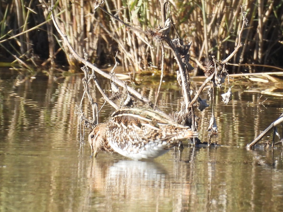 Common Snipe - ML645852546