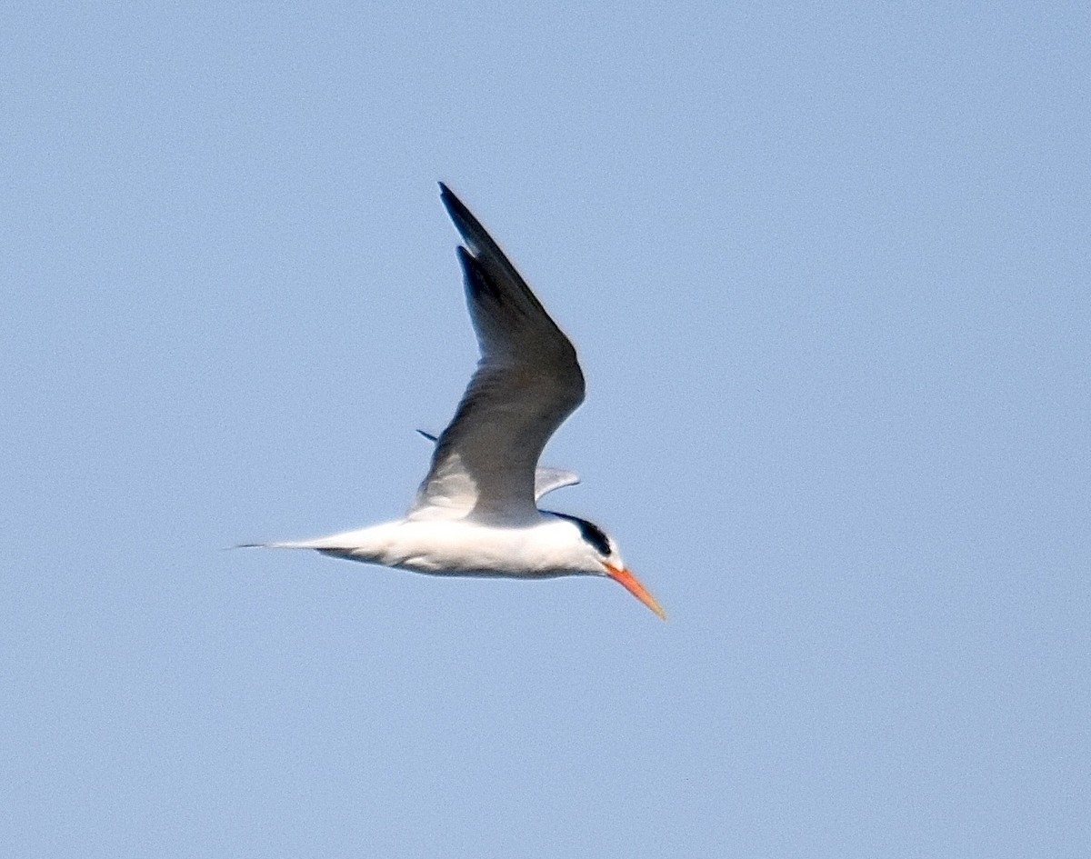 Elegant Tern - ML645852549