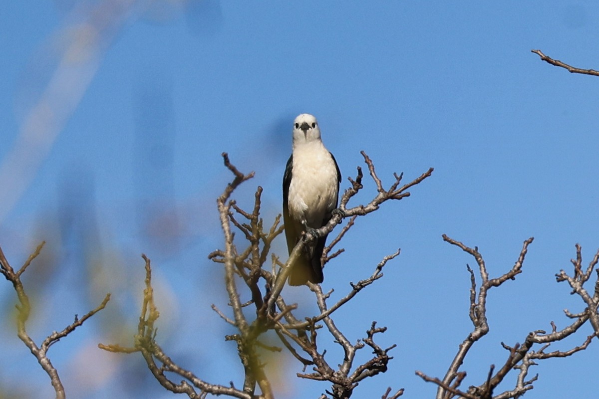 White-headed Vanga - ML645852556