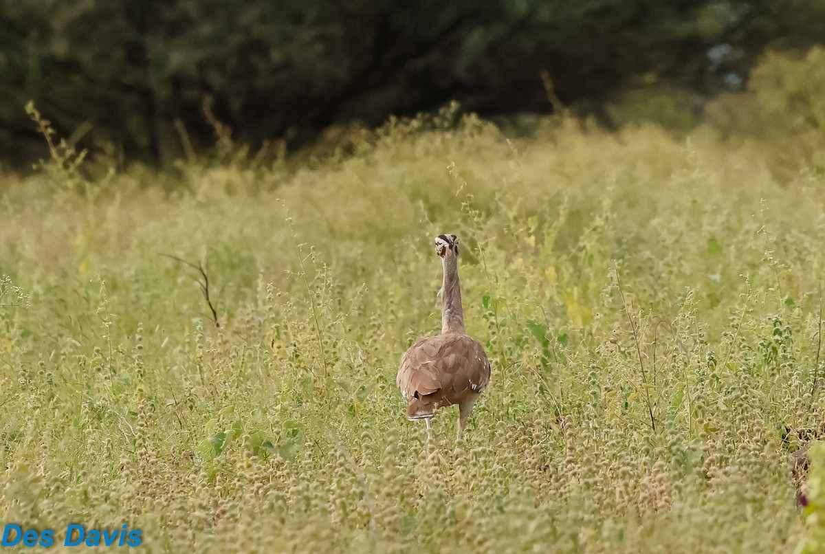 חובה ערבית - ML645852557