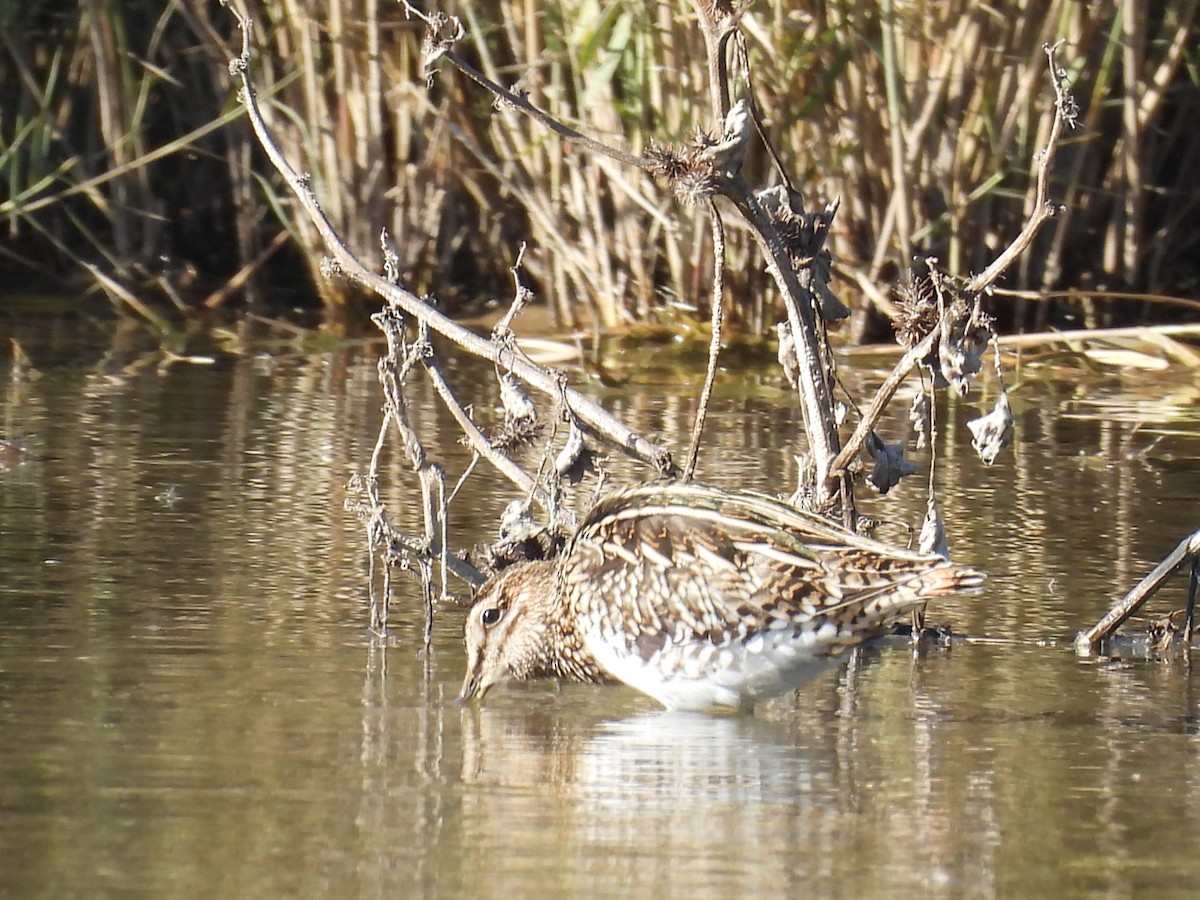 Common Snipe - ML645852560