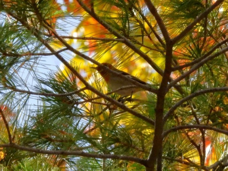 Olive Warbler - ML645852562