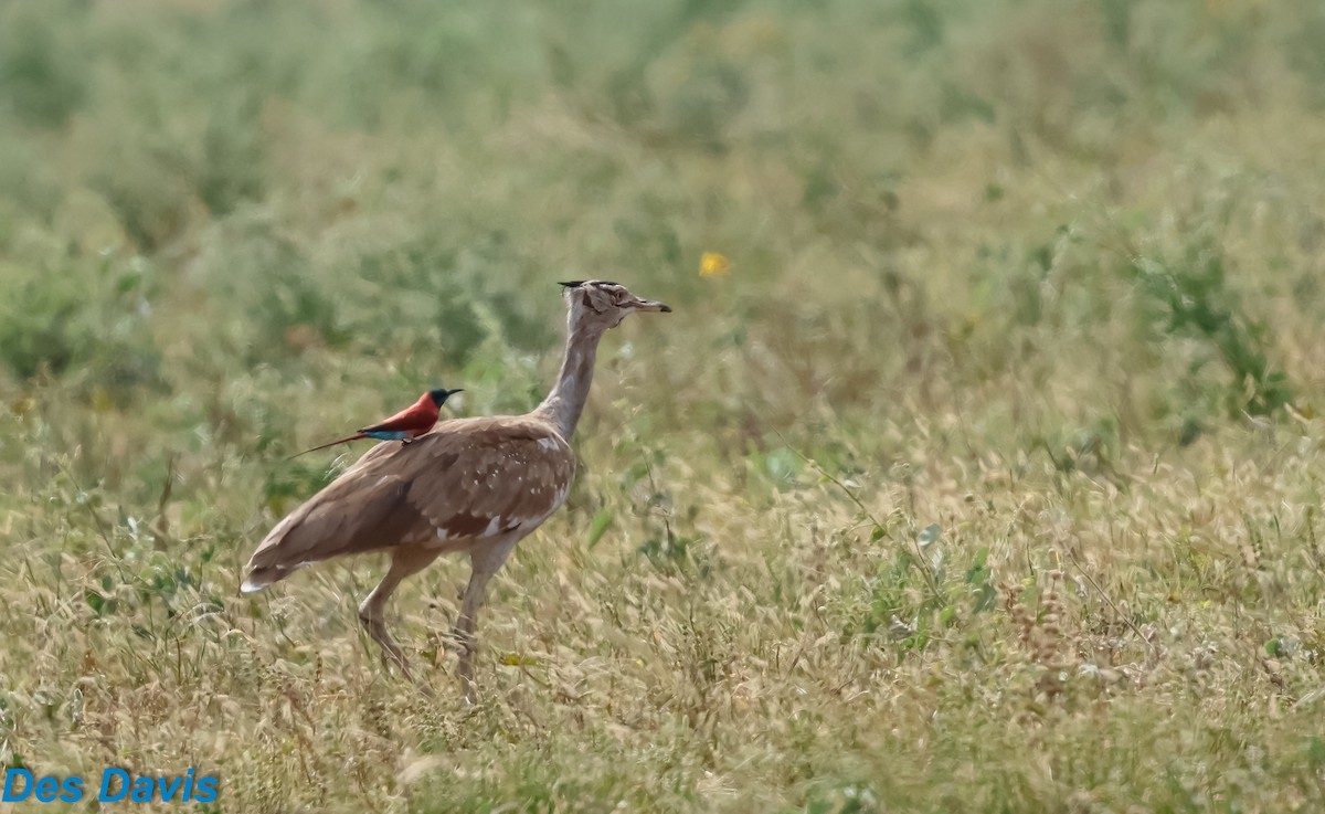 חובה ערבית - ML645852564