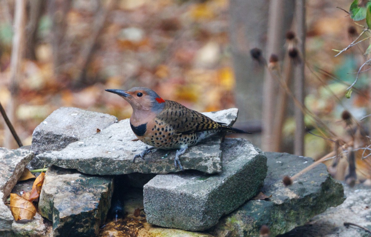 Northern Flicker - ML645852568