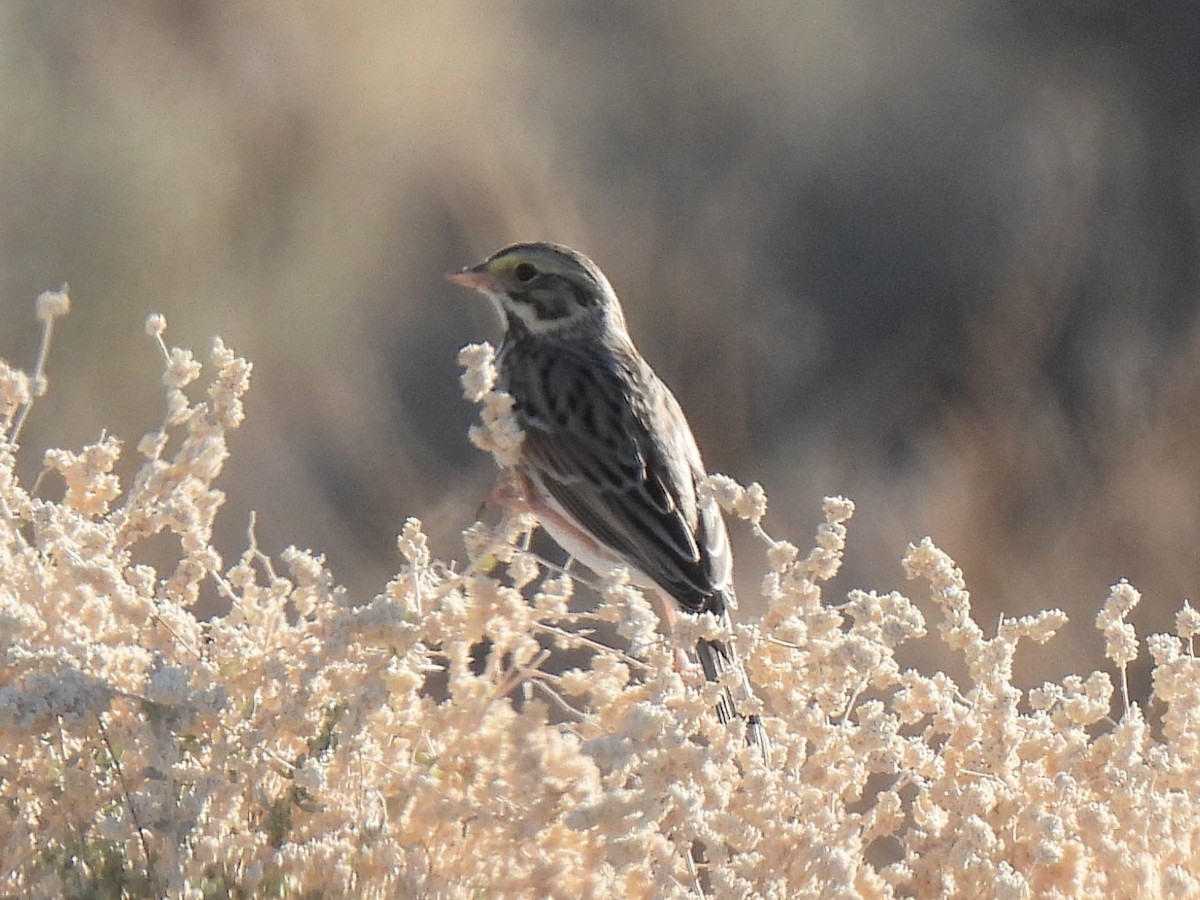 Savannah Sparrow - ML645852570