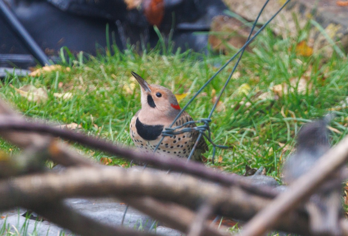 Northern Flicker - ML645852573