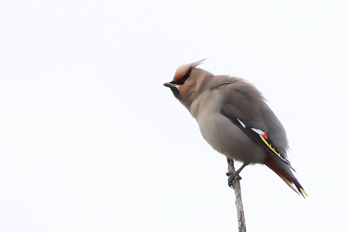 Bohemian Waxwing - ML645852580