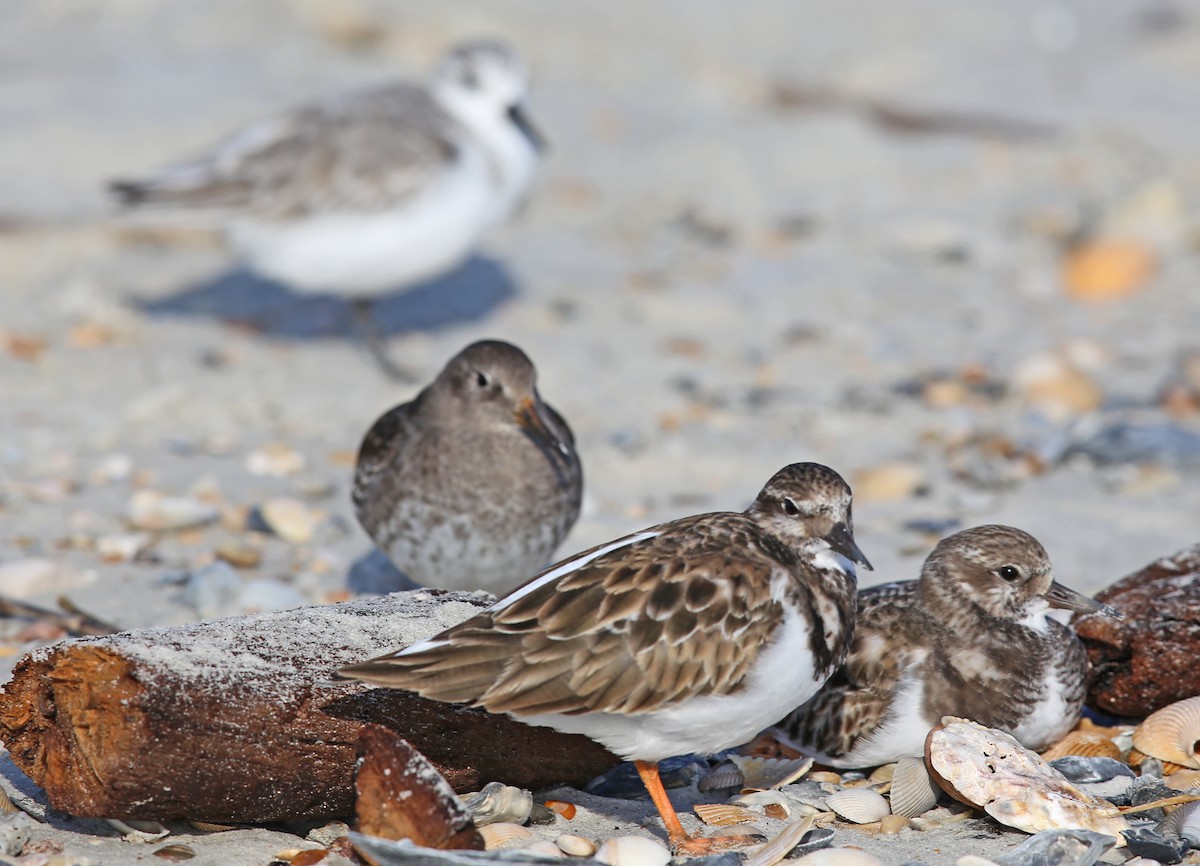 Ruddy Turnstone - ML645852590