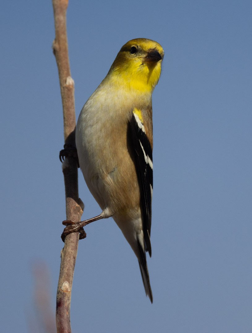 Altın İskete - ML645852591