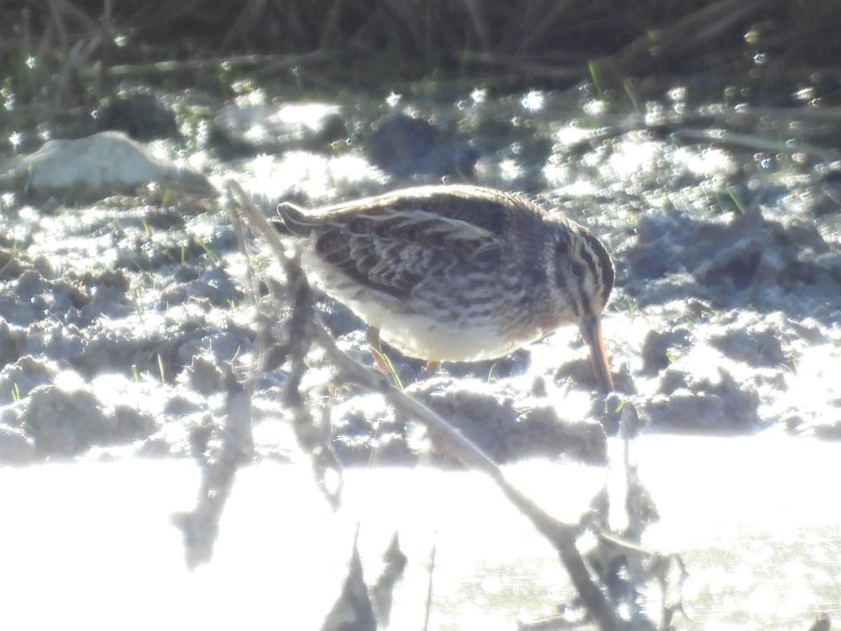Jack Snipe - ML645852592