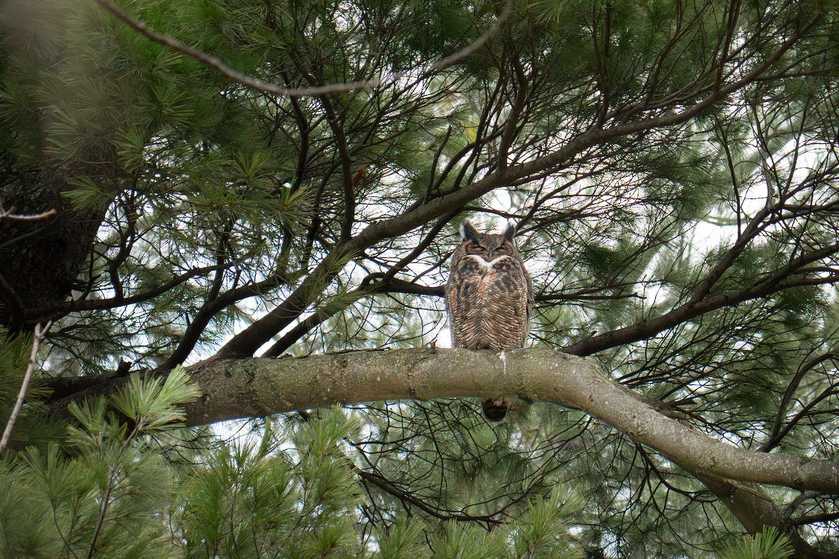 Great Horned Owl - ML645852593