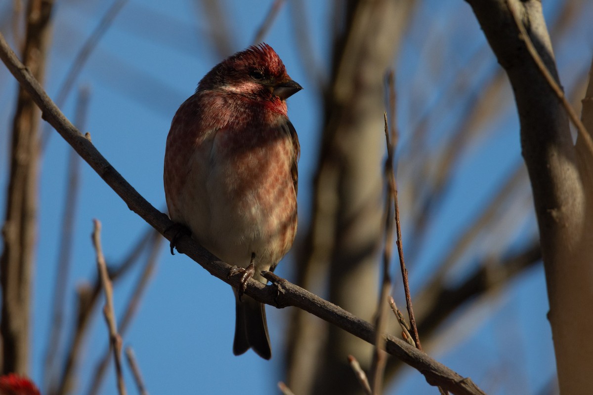 purpurfink - ML645852596