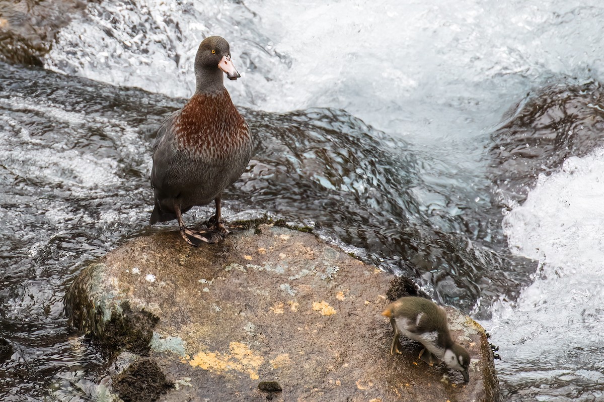 Blue Duck - ML645852598