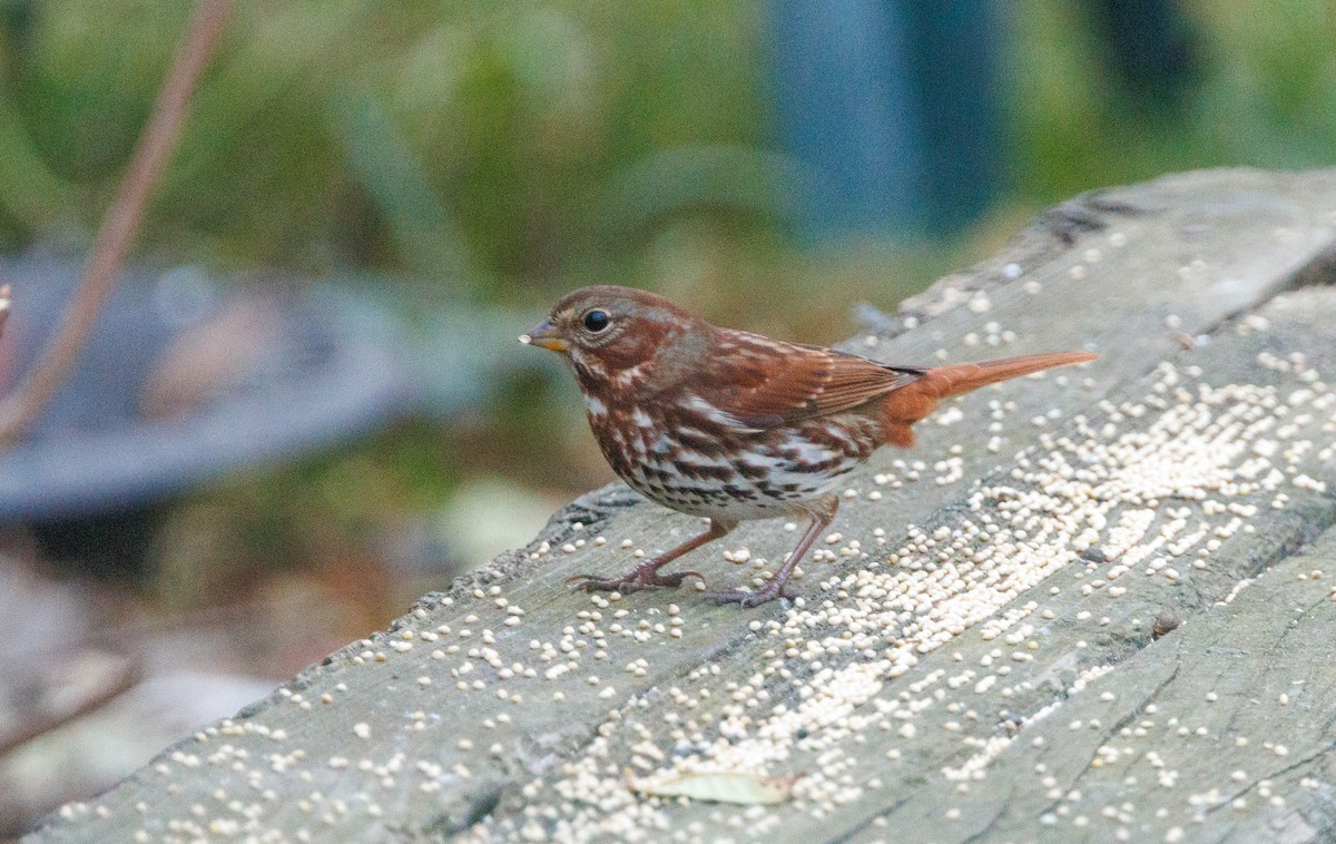 Fox Sparrow - ML645852599