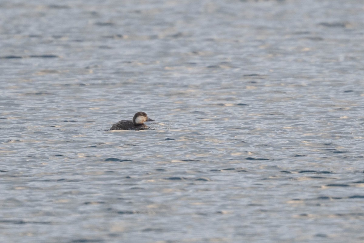 Black Scoter - ML645852604