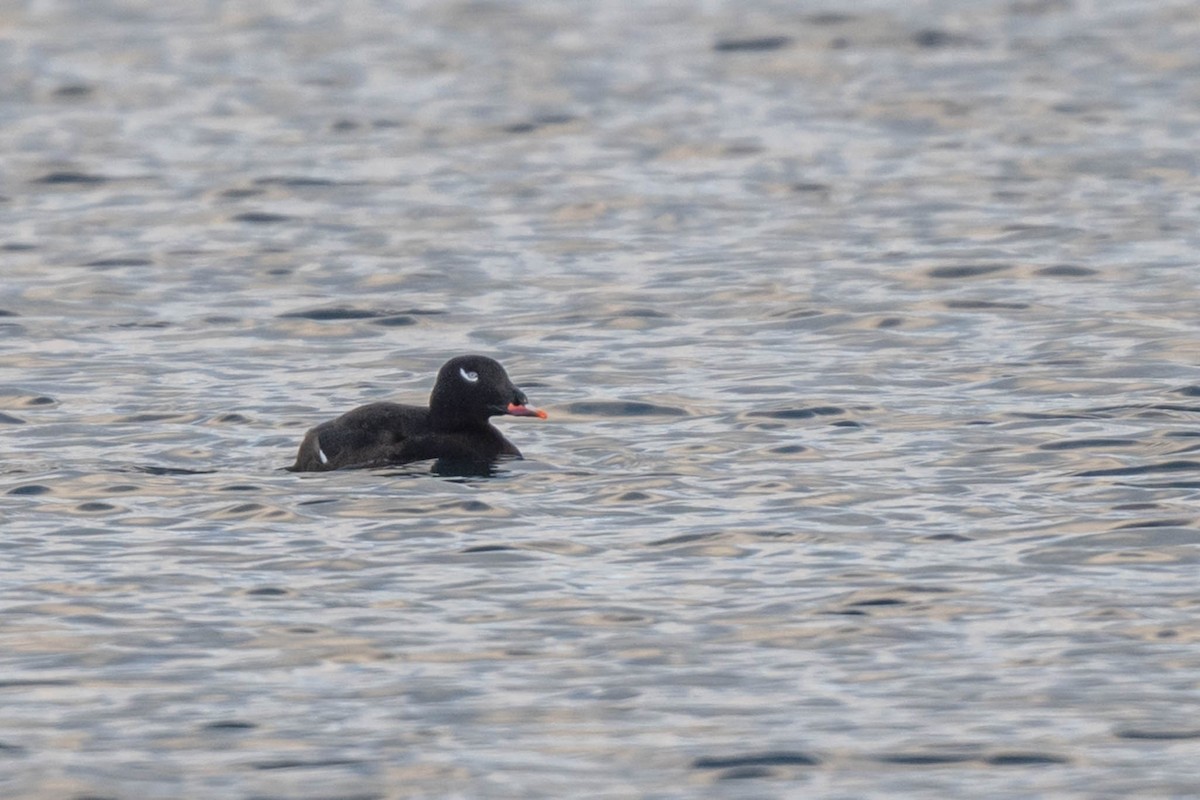 White-winged Scoter - ML645852607