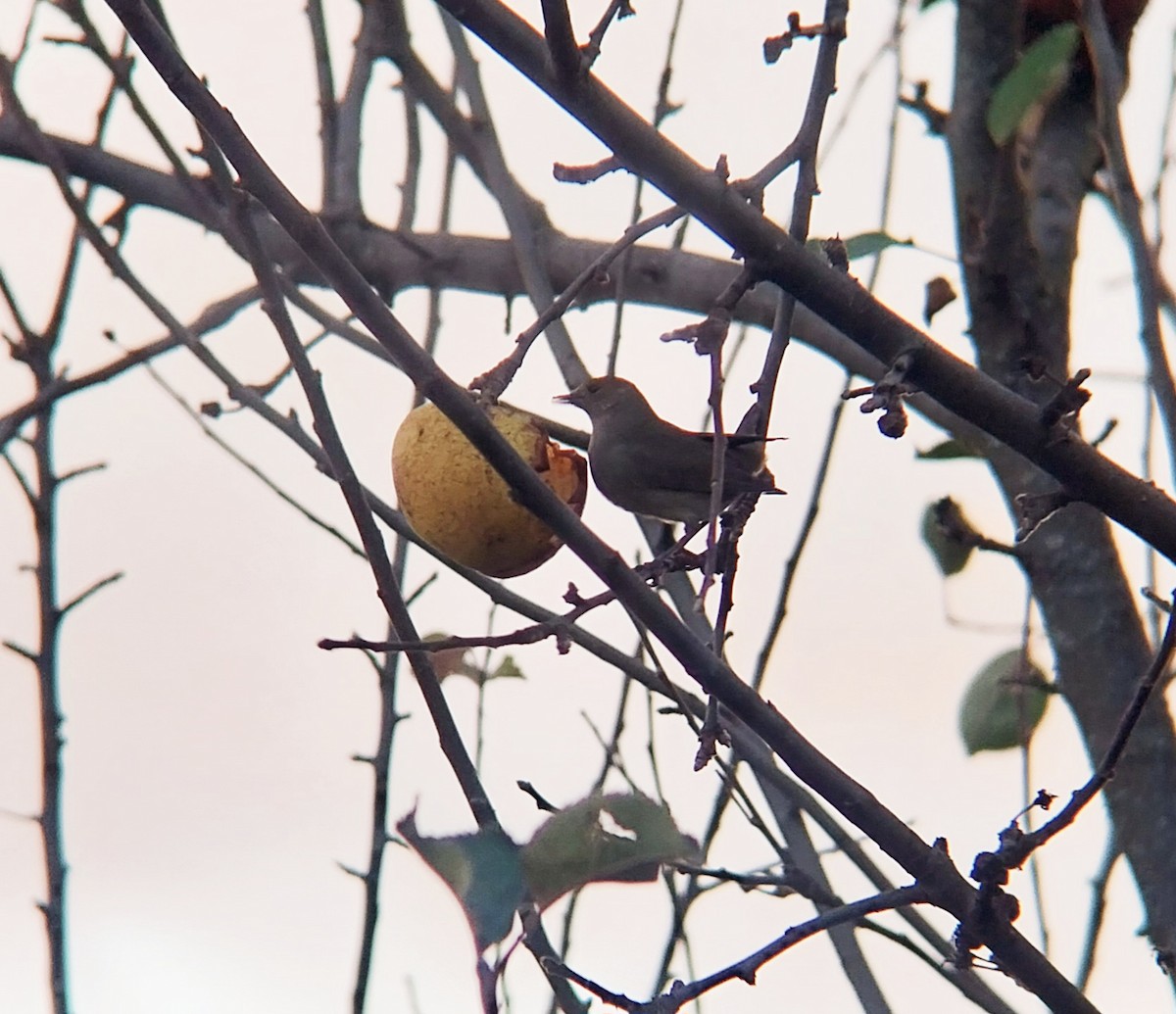 Халимагт зэржгэнэ - ML645852620